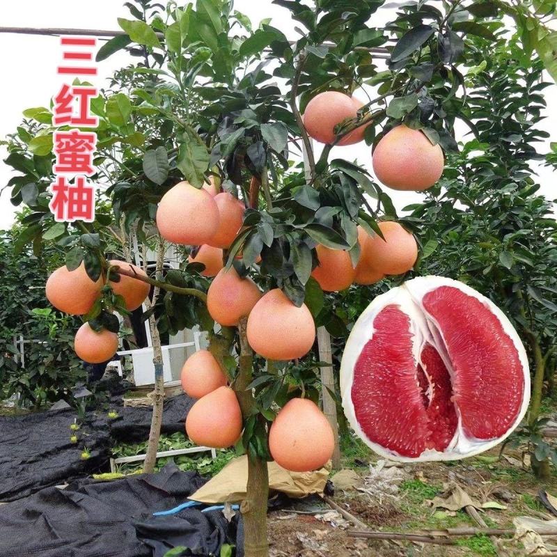 新品泰国暹罗柚子树苗南北方四季种植红心蜜柚三红柚子苗