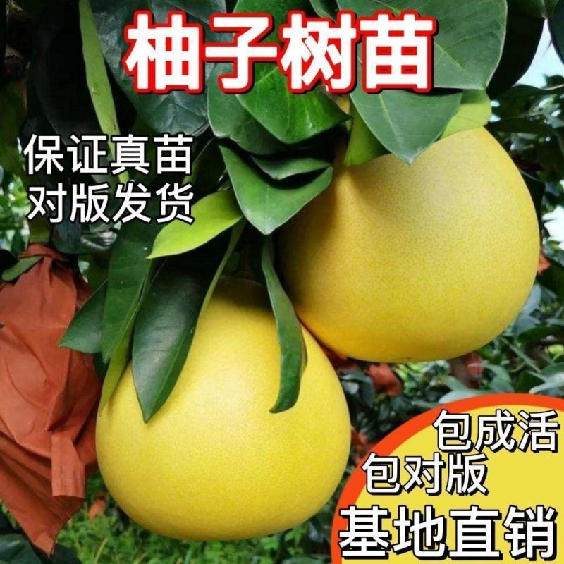 新品泰国暹罗柚子树苗南北方四季种植红心蜜柚三红柚子苗