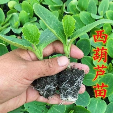 西葫芦苗绿盛西葫芦苗法拉利西葫芦苗西葫芦种苗包回收
