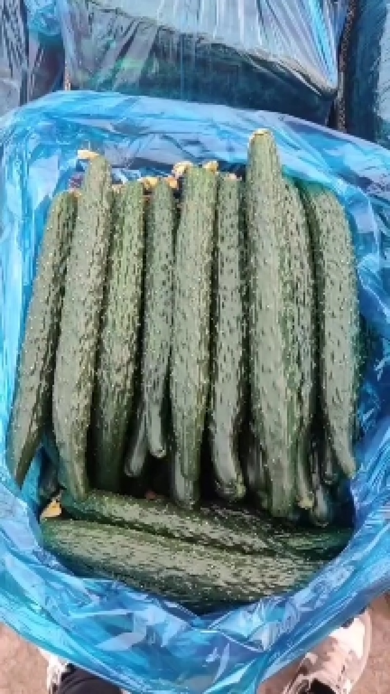 夏邑县黄瓜大量上市中，基地直销，各种规格，请新老顾客前来