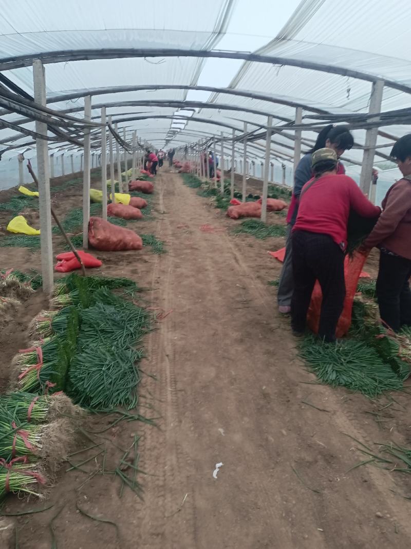 基地育苗，山东葱苗，产地直发，量大从优，品质保证，欢迎选