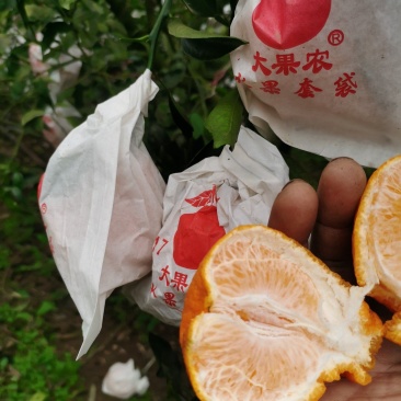 丑柑