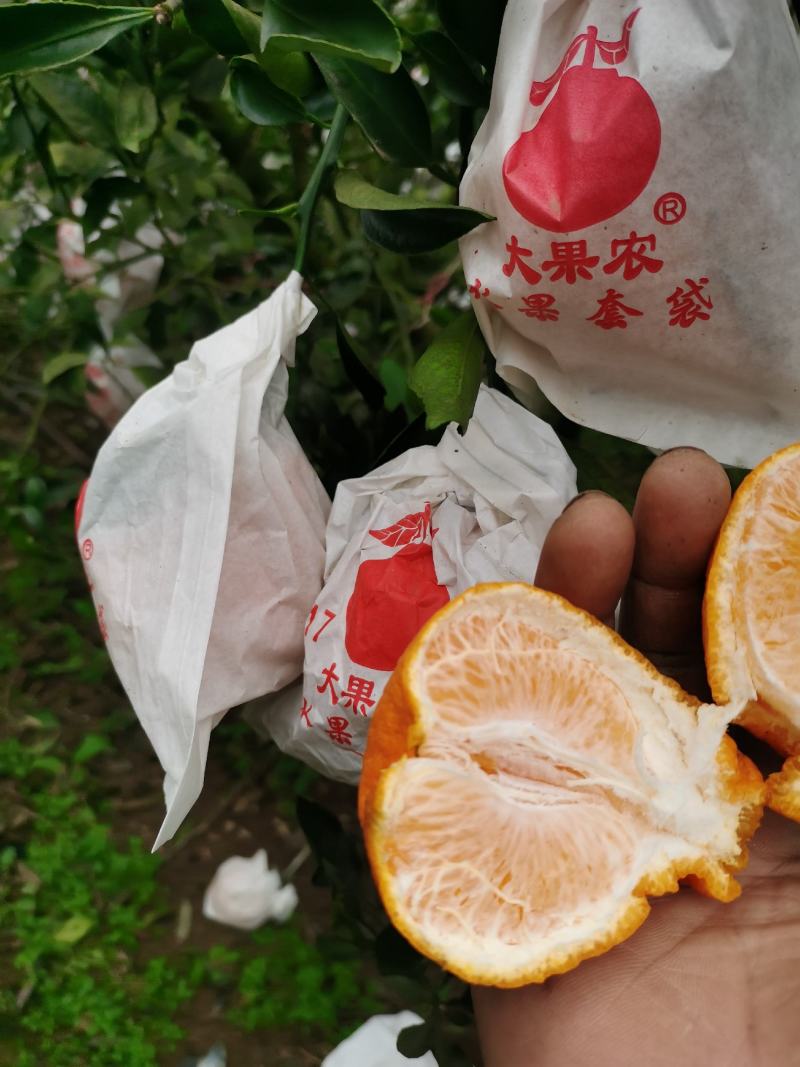 丑柑