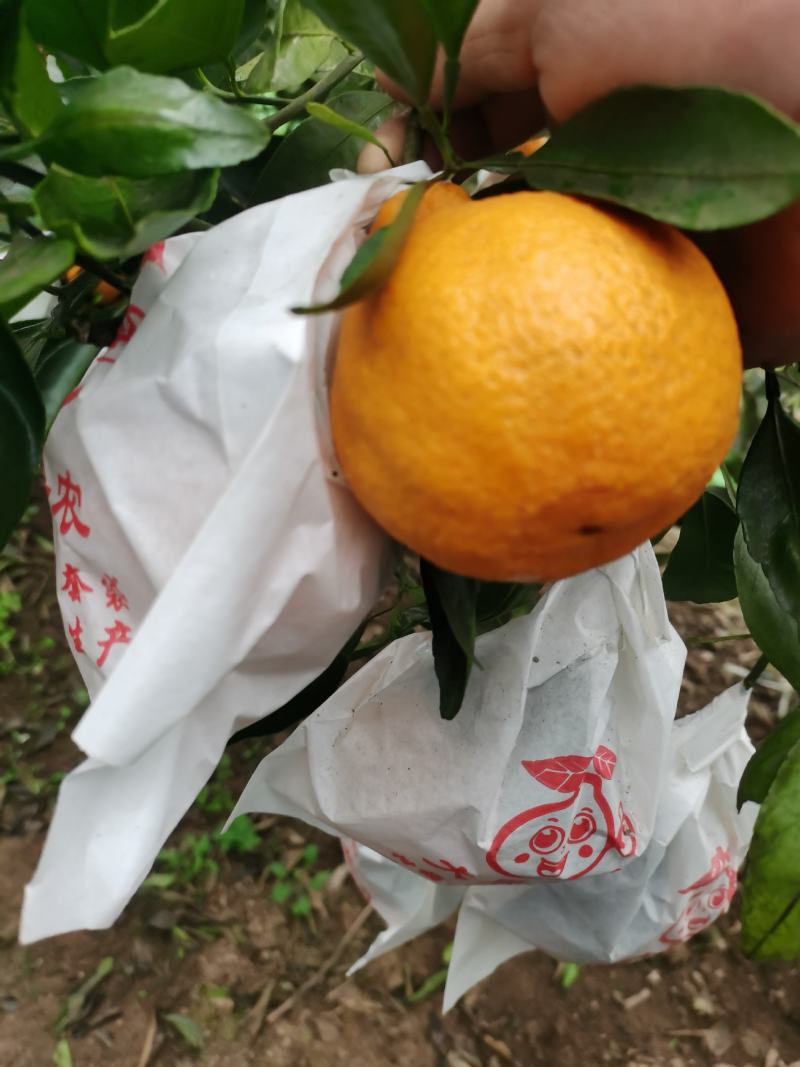 丑柑