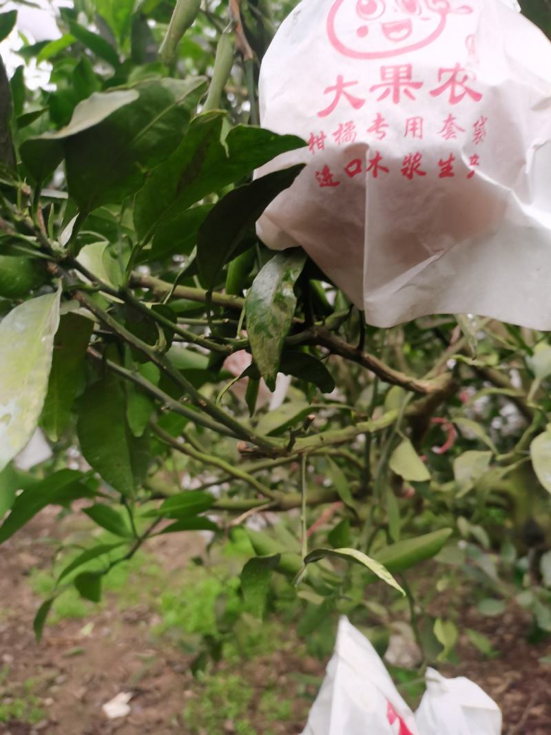 丑柑