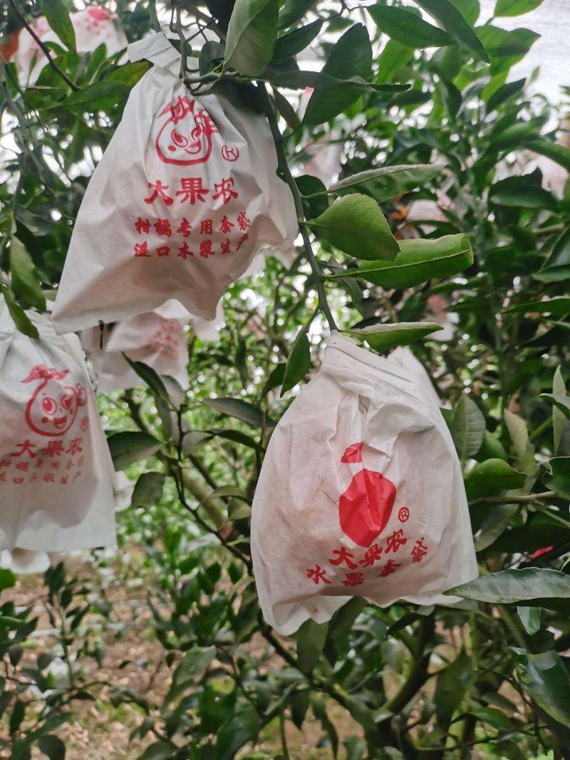 丑柑