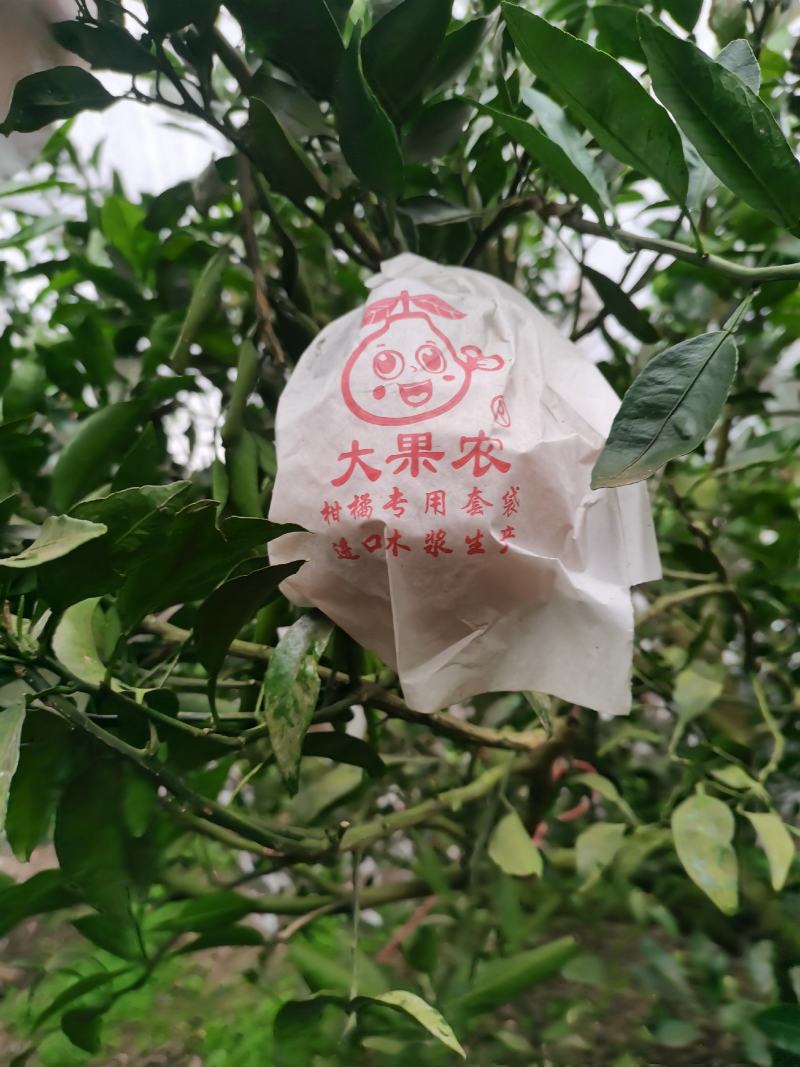 丑柑