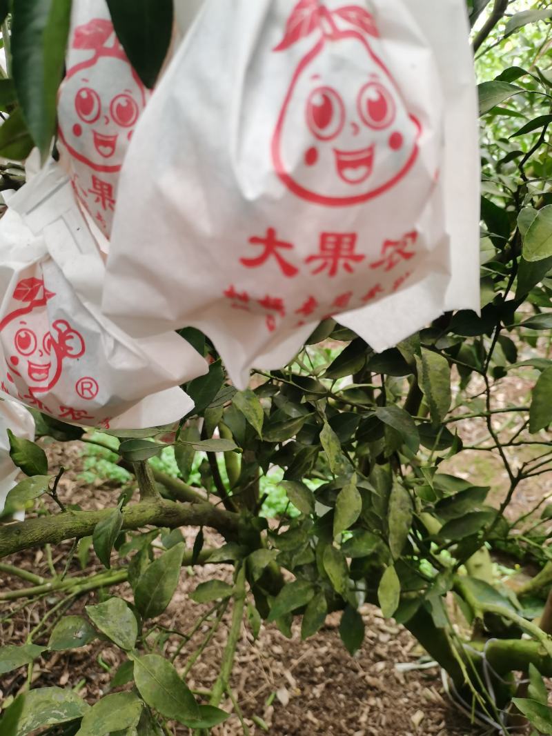 丑柑