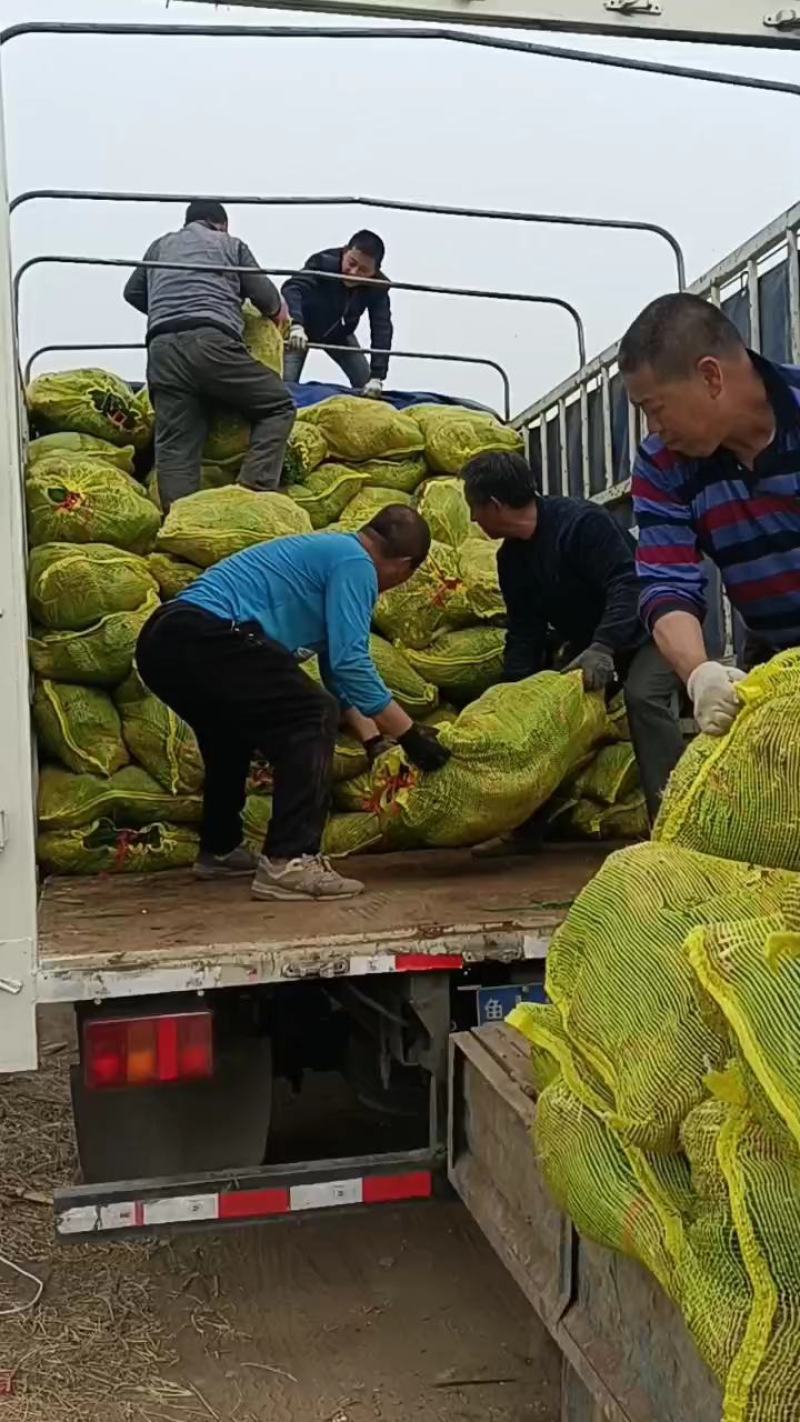 基地育苗，山东葱苗，产地直发，量大从优，品质保证，欢迎选