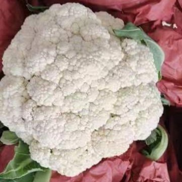 菜花松花有机散花质量保证基地直发量大全国发货