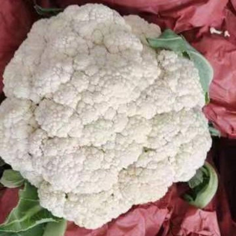 菜花松花有机散花质量保证基地直发量大全国发货