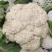 菜花松花有机散花质量保证基地直发量大全国发货