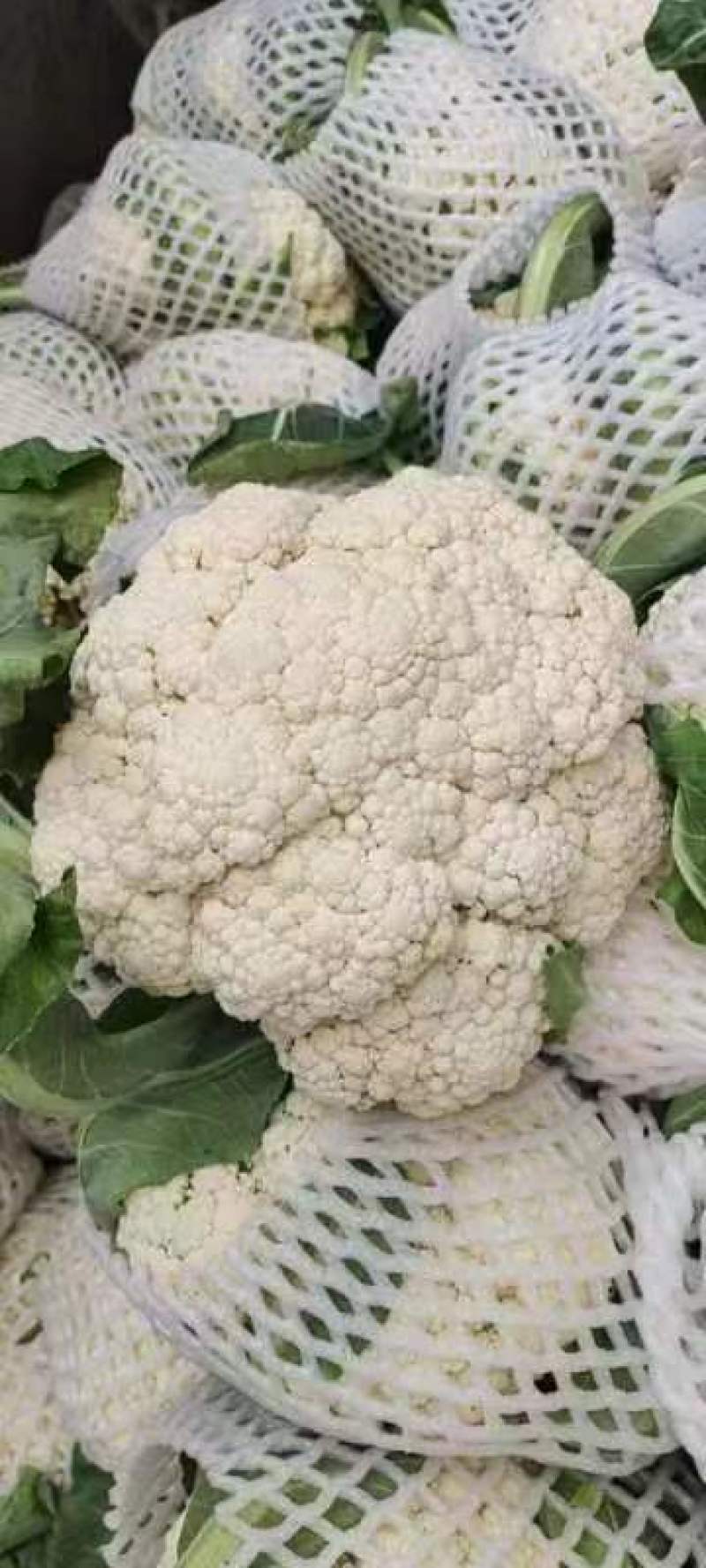 菜花松花有机散花质量保证基地直发量大全国发货