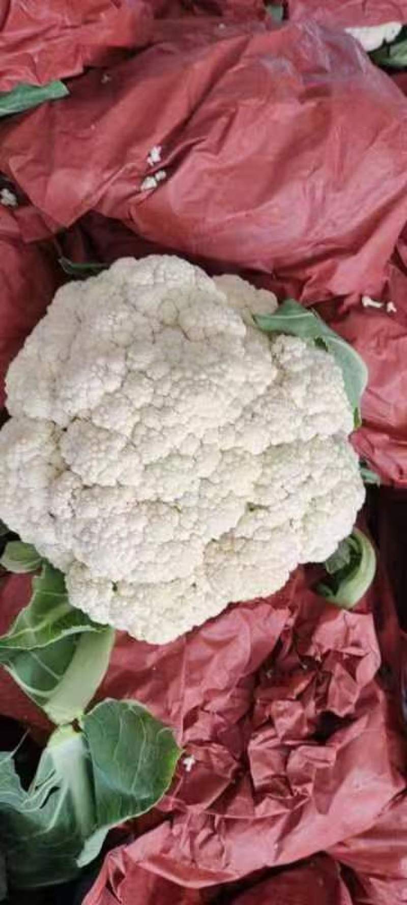 菜花松花有机散花质量保证基地直发量大全国发货