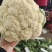菜花松花有机散花质量保证基地直发量大全国发货