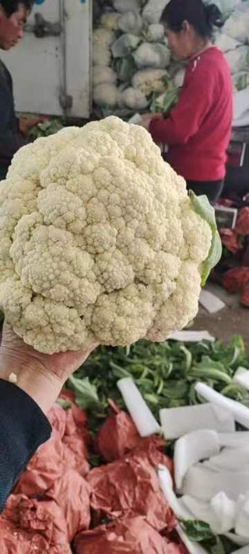 菜花松花有机散花质量保证基地直发量大全国发货