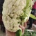 菜花松花有机散花质量保证基地直发量大全国发货