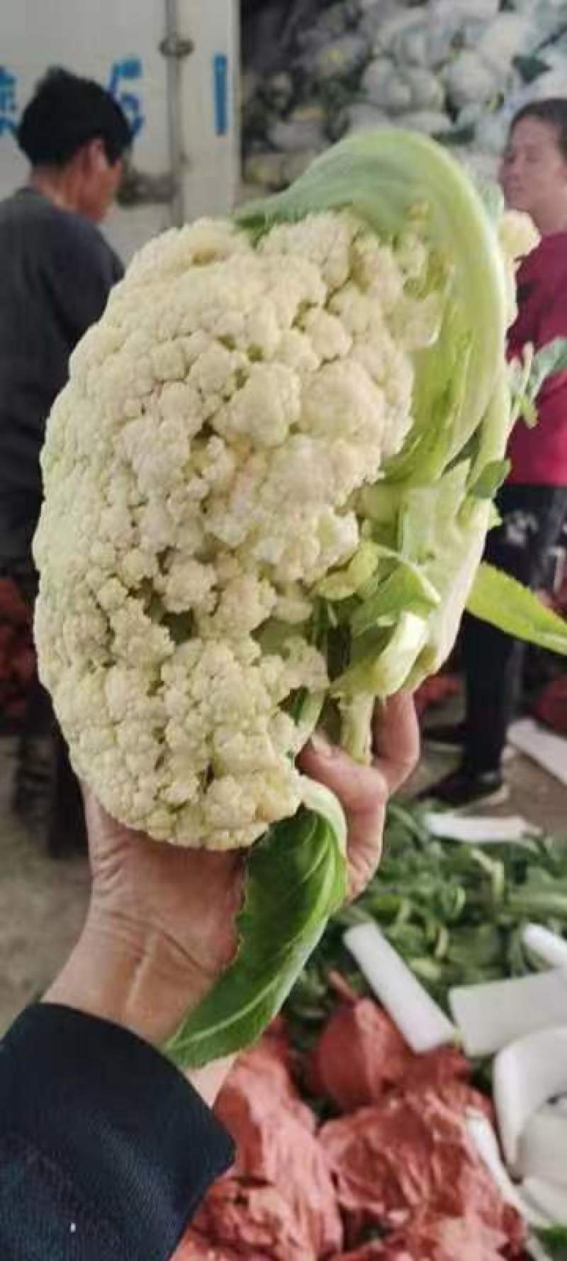 菜花松花有机散花质量保证基地直发量大全国发货
