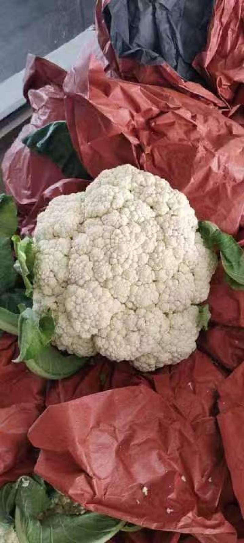 菜花松花有机散花质量保证基地直发量大全国发货