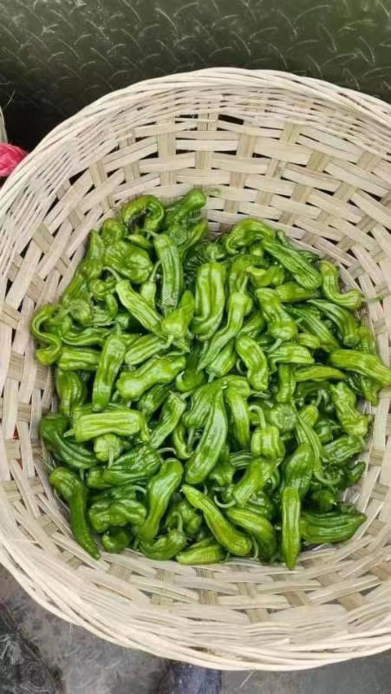 四川薄皮的辣椒，每天出货在10000斤。