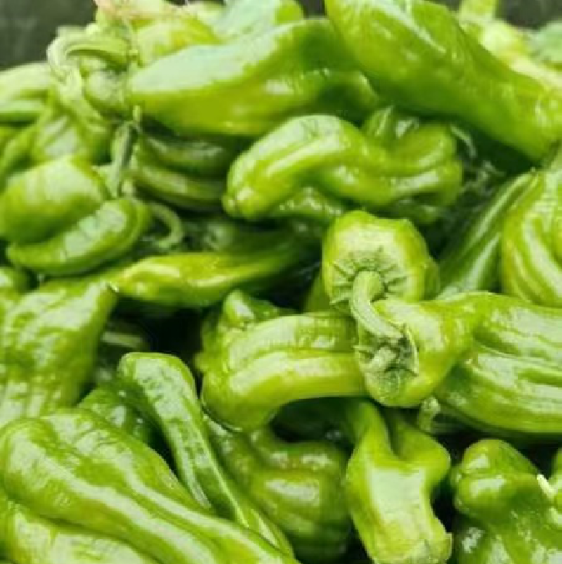 四川薄皮的辣椒，每天出货在10000斤。