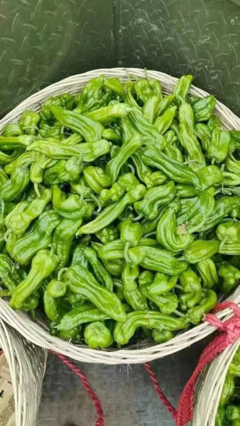 四川薄皮的辣椒，每天出货在10000斤。
