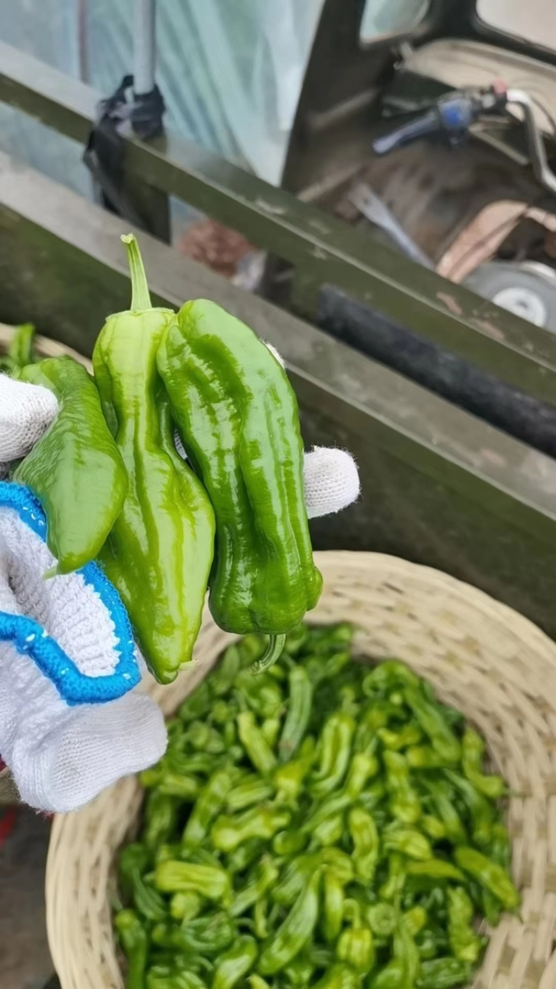 四川薄皮的辣椒，每天出货在10000斤。