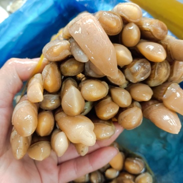 海蛏大个蛏连云港发货货源充足支持全国批发