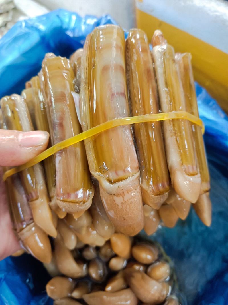 海蛏大个蛏连云港发货货源充足支持全国批发
