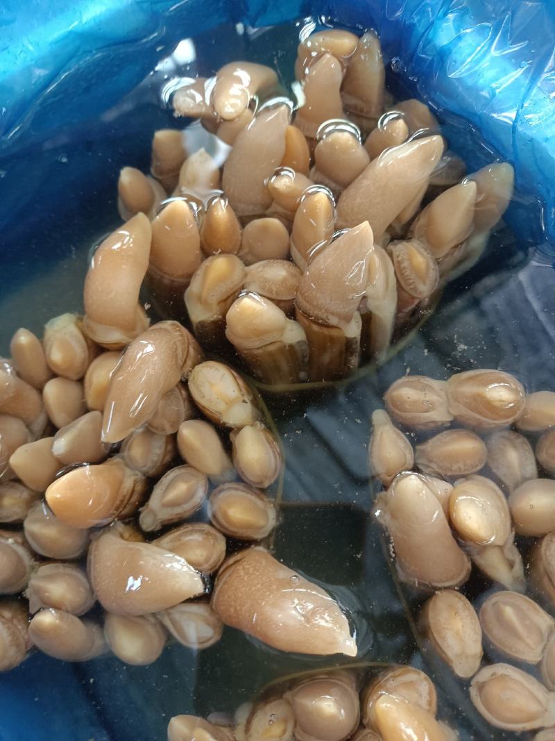 海蛏大个蛏连云港发货货源充足支持全国批发