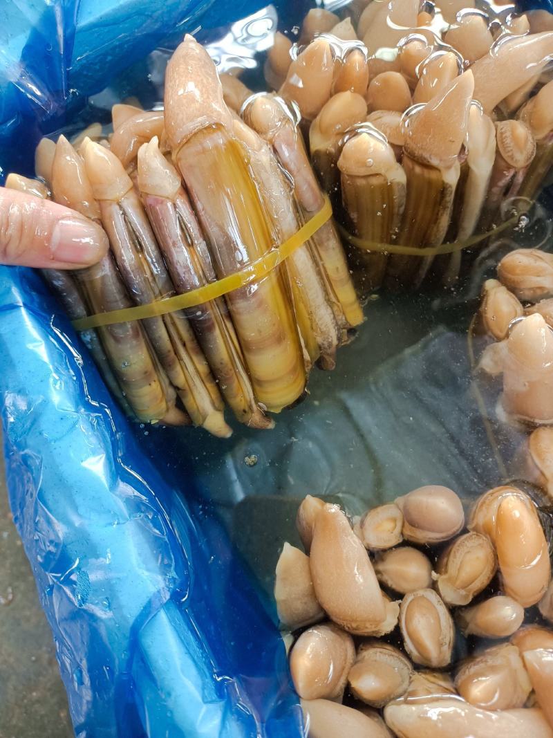 海蛏大个蛏连云港发货货源充足支持全国批发