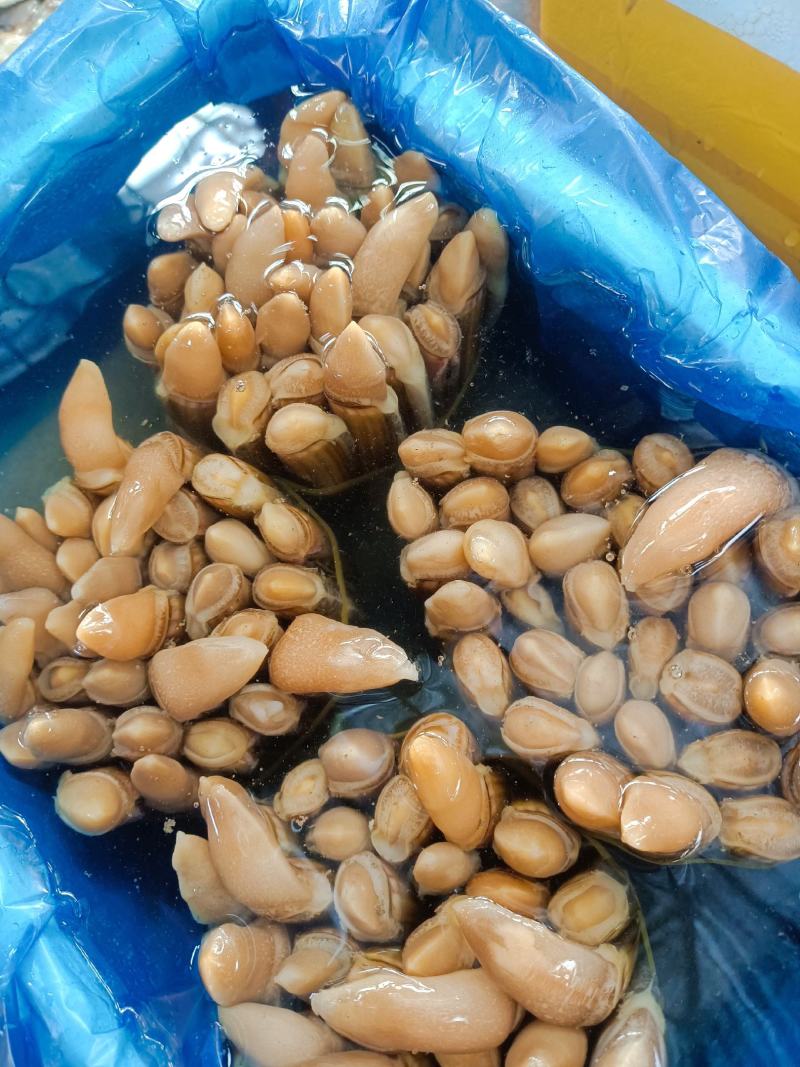 海蛏大个蛏连云港发货货源充足支持全国批发