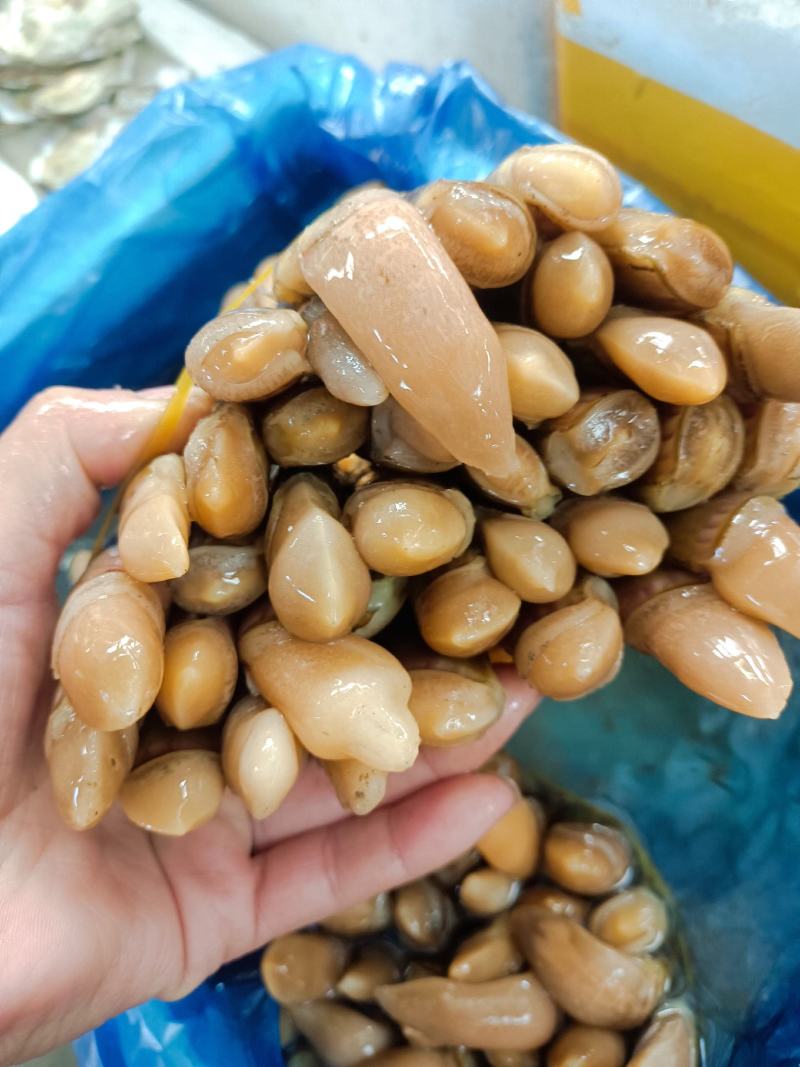 海蛏大个蛏连云港发货货源充足支持全国批发