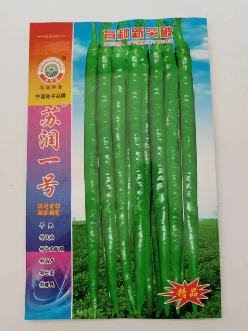 苏润888，998线椒种子青皮软皮线椒品种早熟