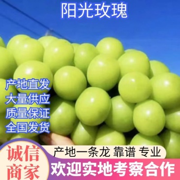 阳光玫瑰葡萄，产自浙江省台州市三门县，天然小气候。