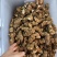 中药材七叶一枝花重楼蚤休新货货源充足批发零售