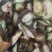 东北野生槲寄生片供应大通货小通货大片圆片斜片