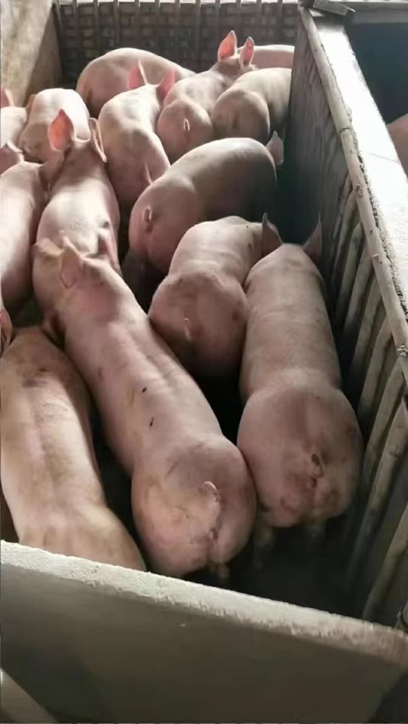 秘鲁进口鱼粉