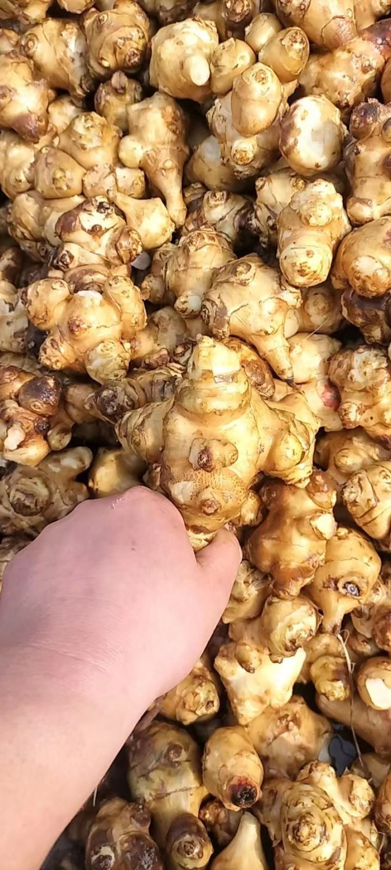 【推荐】洋姜片，鬼子姜，菊芋干，一手货源，厂家直发