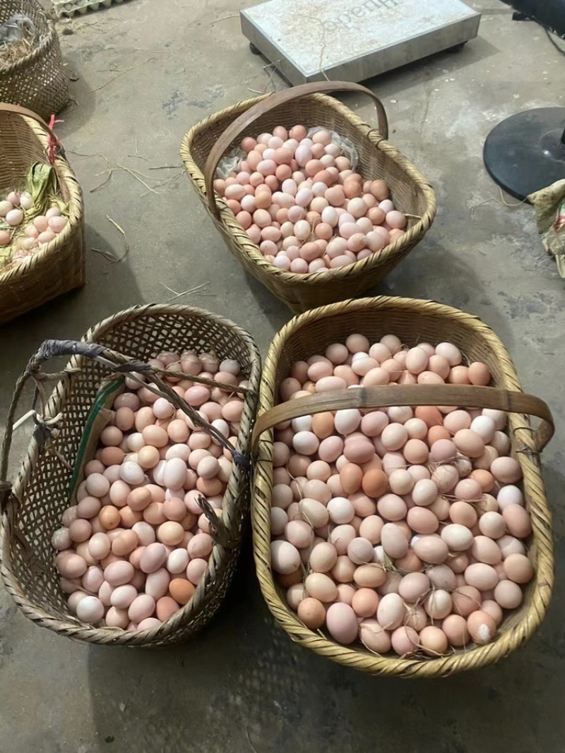皖南土鸡种蛋，国家地理标志产品，一代苗，黄毛黄羽黄腿