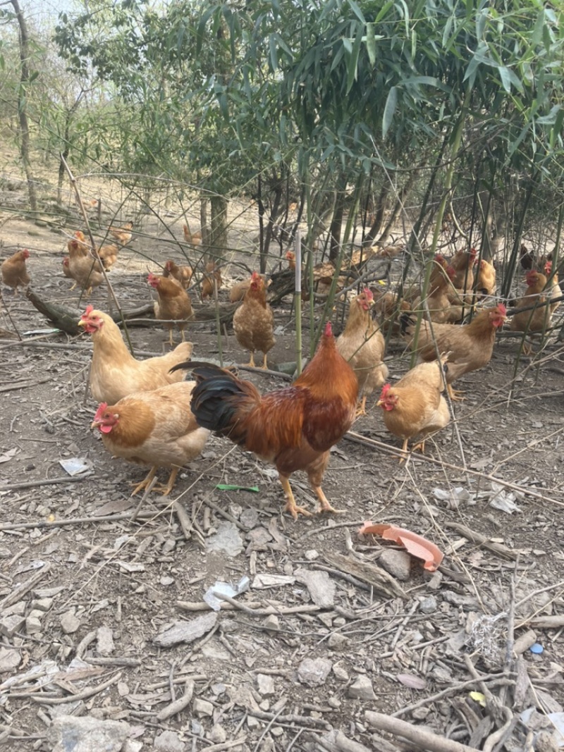 皖南土鸡种蛋，国家地理标志产品，一代苗，黄毛黄羽黄腿