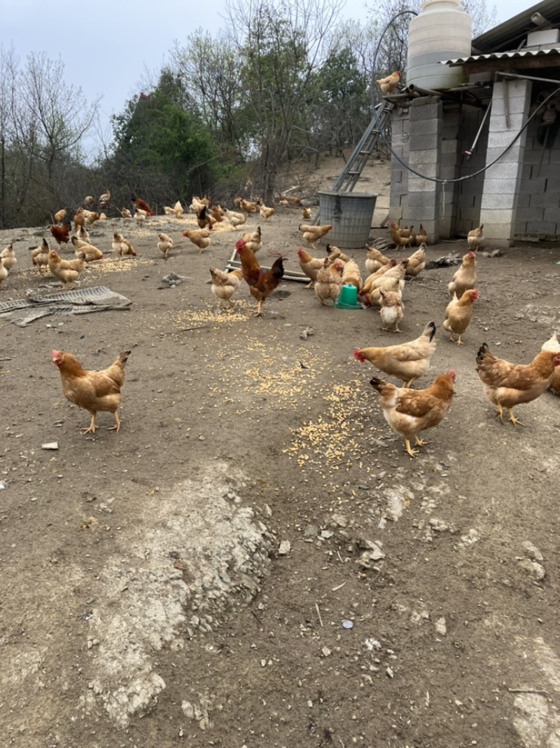 皖南土鸡种蛋，国家地理标志产品，一代苗，黄毛黄羽黄腿