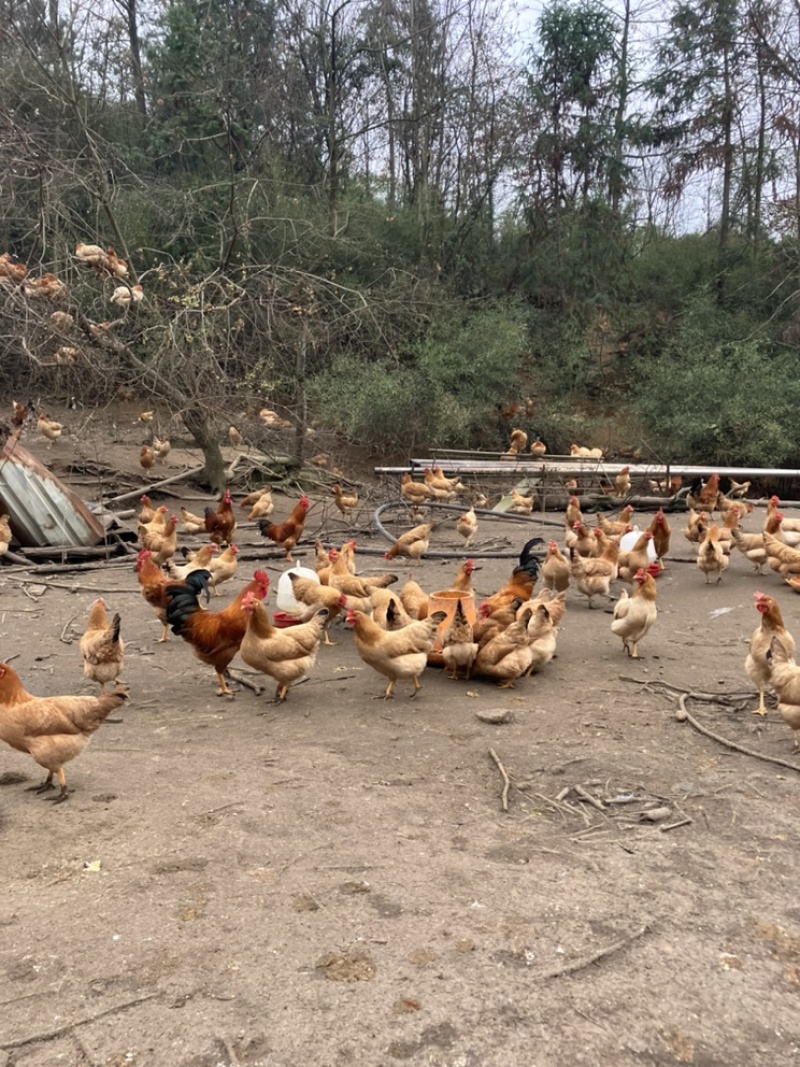 皖南土鸡种蛋，国家地理标志产品，一代苗，黄毛黄羽黄腿