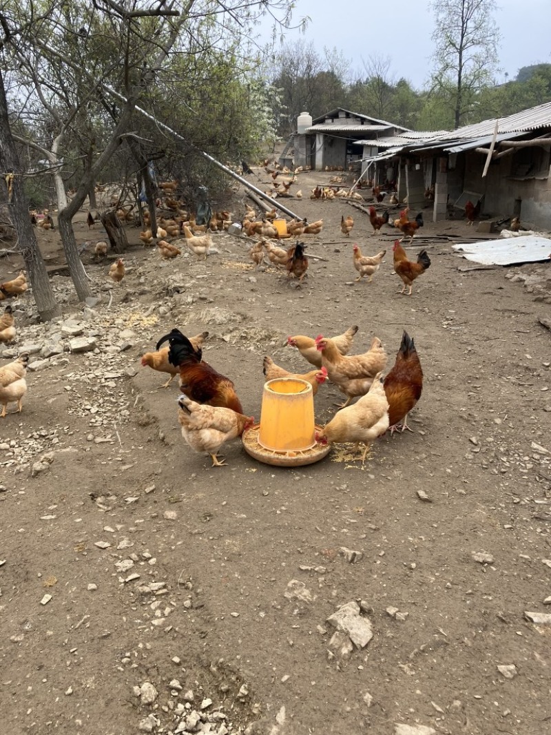 皖南土鸡种蛋，国家地理标志产品，一代苗，黄毛黄羽黄腿