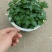 薄荷，供应各种花卉，观叶观花，药材，能食，