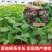 育苗基质营养土蔬菜育苗水稻育苗果树育苗花草育苗