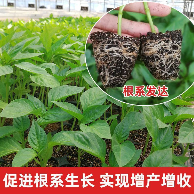 育苗基质营养土蔬菜育苗水稻育苗果树育苗花草育苗