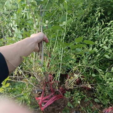 金银木，分支多，耐寒耐旱，多年生，伟荣花卉基地供应