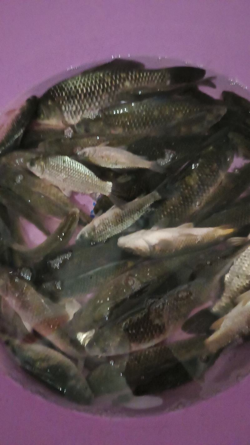 丹阳鱼