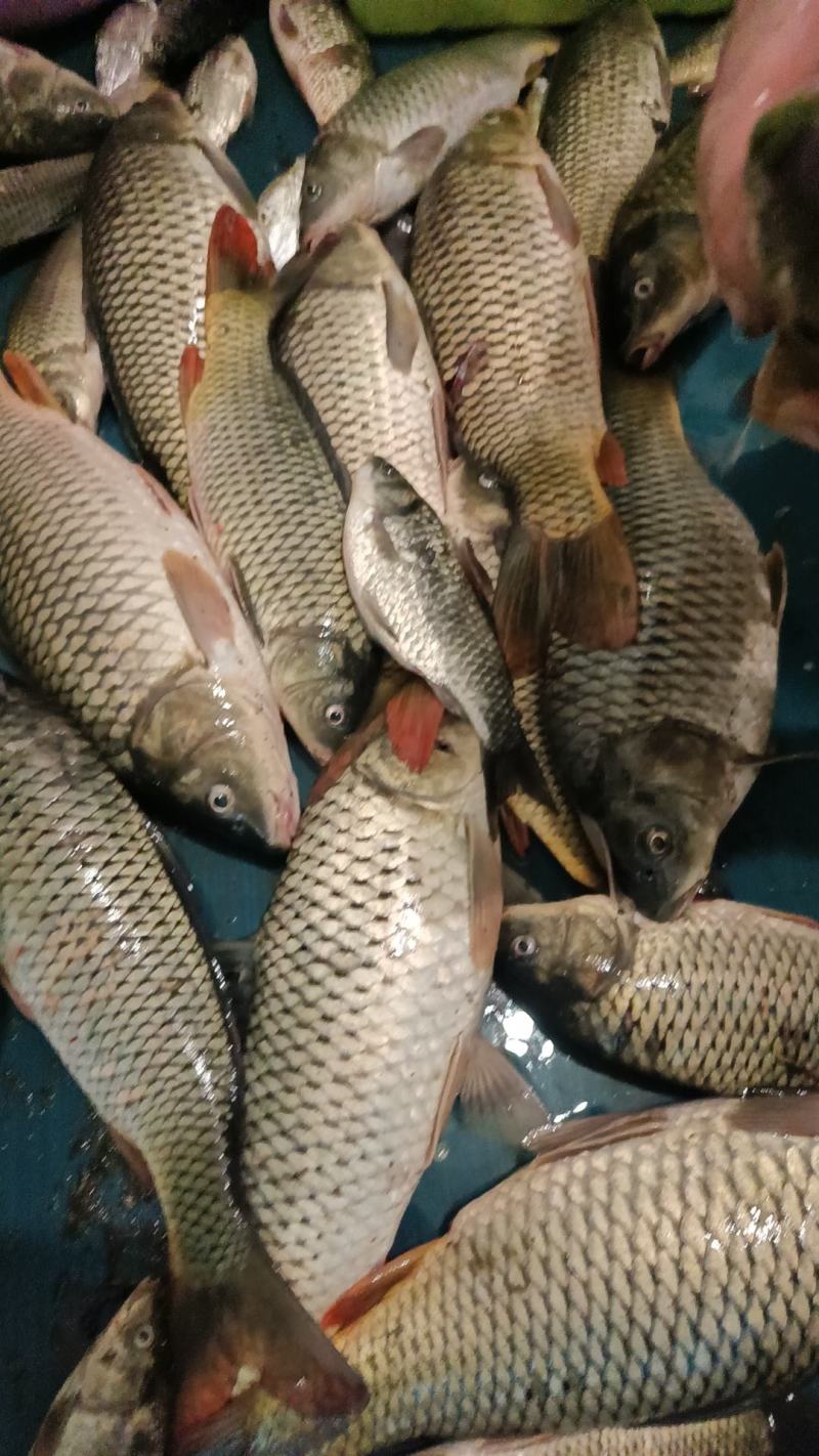 丹阳鱼
